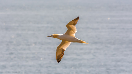 Wild Atlantic Way Ireland animal life wildlife fauna bird wings gannet yellow colony family flight