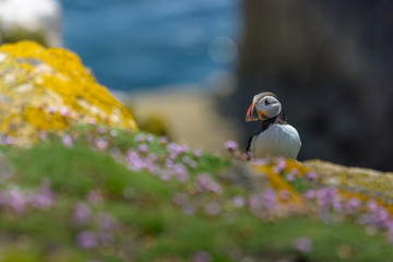 Fototapeta premium Puffin Atlantic bird colors colorful Ireland coast island fauna life wildlife animal 