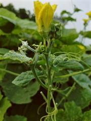 plant in the garden