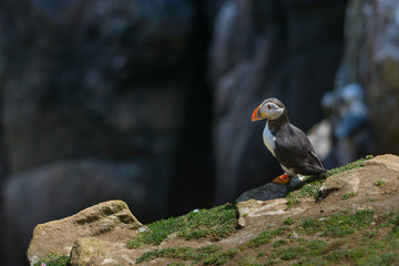 Puffin Atlantic bird colors colorful Ireland coast island fauna life wildlife animal 