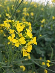 Mustard flowers
