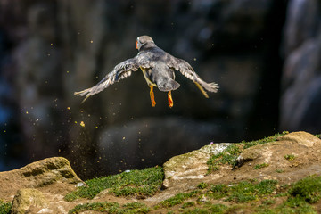 Puffin Atlantic bird colors colorful Ireland coast island fauna life wildlife animal 