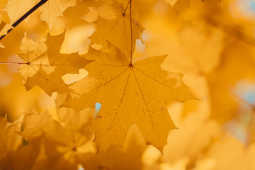 Yellow leaves and blue sky, natural autumn natural background. Seasonal foliage on tree branches.