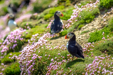 Puffin Atlantic bird colors colorful Ireland coast island fauna life wildlife animal 