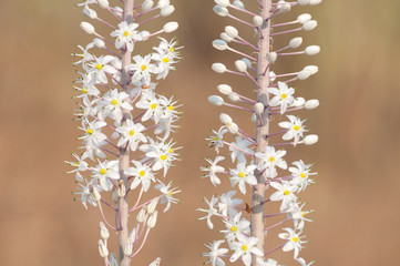 The Squill blossoms and heralds the coming of autumn