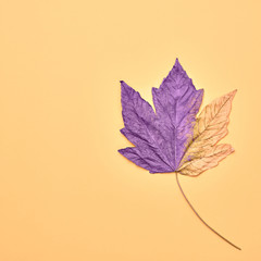 Fall minimal fashion background. Autumn Arrives. Purple Maple Leaf on yellow, art gallery concept. Creative sweet fashionable style. Surrealism, design autumnal orange color