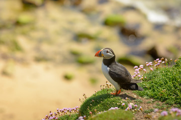 Obraz premium Puffin Atlantic bird colors colorful Ireland coast island fauna life wildlife animal 