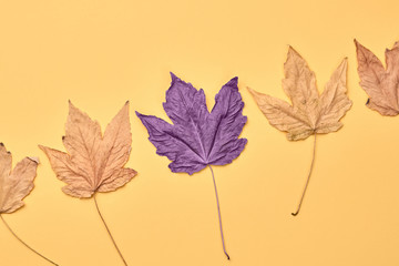 Autumn fall Background. Maple Leaf set on orange Color. Fashion purple mood. Creative minimal Flat lay. Design Art concept, Fun sweet style. Pastel autumnal color, surrealism concept