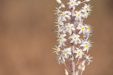 The Squill blossoms and heralds the coming of autumn