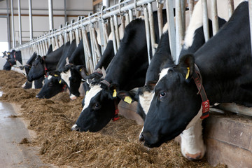 Cows in stable eating roughage Netherlands. Farming