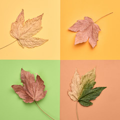 Fall minimal fashion background. Autumn Arrives. Yellow Maple Leaf on orange, gallery concept. Creative sweet fashionable style. Pop art, design autumnal color