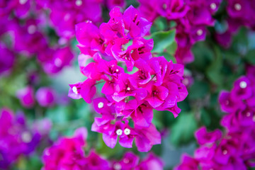 Glabra Bougainvillea