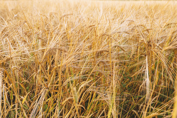 Summer field with ripe rye, nature