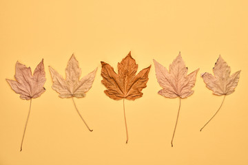 Autumn fall Background. Maple Leaf set on orange Color. Fashion mood. Creative minimal art Flat lay. Design concept, Fun sweet style. Bright autumnal color, shopping sale concept
