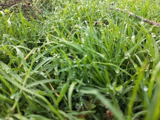 green grass