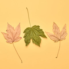 Autumn fall Background. Maple Leaf set on orange Color. Fashion mood. Creative minimal Flat lay. Design Art concept, Fun sweet style. Pastel autumnal color, surrealism concept