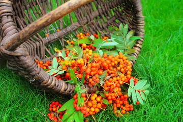 Bright Rowan berries in a wooden basket on the green grass. 