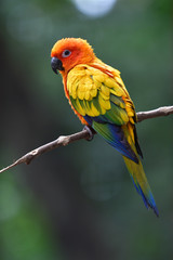 Sun Conure parrot bird