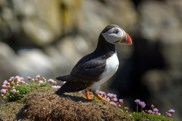 Puffin Atlantic bird colors colorful Ireland coast island fauna life wildlife animal 