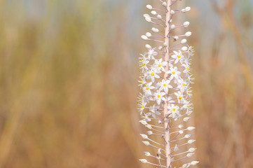 The Squill blossoms and heralds the coming of autumn