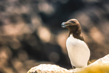 Wild Atlantic Way Ireland animal life wildlife fauna bird wings razorbill 