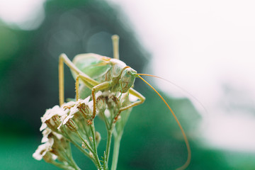 grasshopper