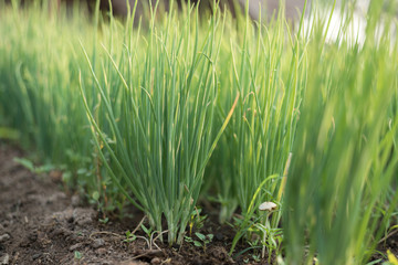 Close up of green leaf view of nature in organic vegetable farm with sunlight. Natural green plants landscape