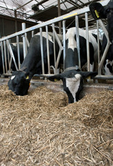 Cows in stable eating roughage