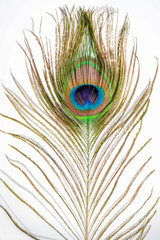Peacock feather. Colorful feather from tail with eye. Close-up on white background.