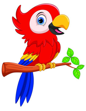 recommend clip art: Vector illustration of Cute parrot cartoon isolated on white background