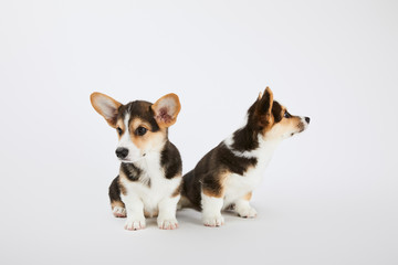 adorable welsh corgi puppies on white background