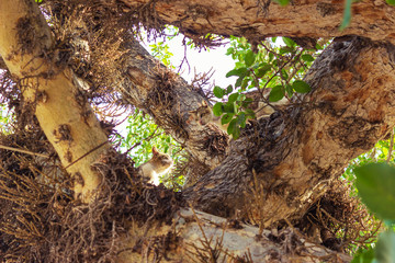 2 street cats are hiding in the crown of a tree
