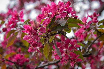 close up selective focus photo of pink blooming flowers