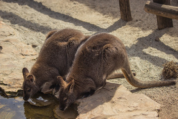 two young kangoroo drinking water