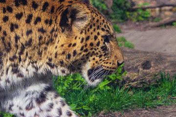 leopard is moving from the left to the right