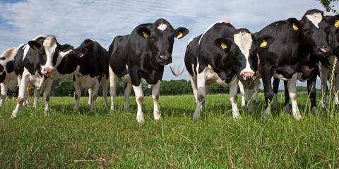 Cows  in Dutch meadows. Farming. Agriculture. Netherlands