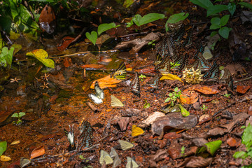 A group of butterflies eat food in the forest beside Lamtakong river in Khao Yai National Park