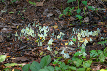A group of butterflies eat food in the forest beside Lamtakong river in Khao Yai National Park