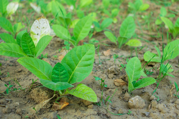 growing tobacco green tobacco in the field
