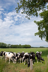 Cows  in Dutch meadows. Farming. Agriculture. Netherlands