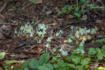 A group of butterflies eat food in the forest beside Lamtakong river in Khao Yai National Park