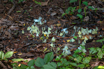A group of butterflies eat food in the forest beside Lamtakong river in Khao Yai National Park
