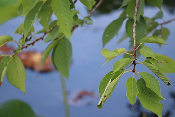 green leaves of tree in spring