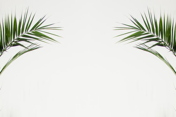 isolated symmetry green palm branches on white background. minimal plant concept, free space, place...