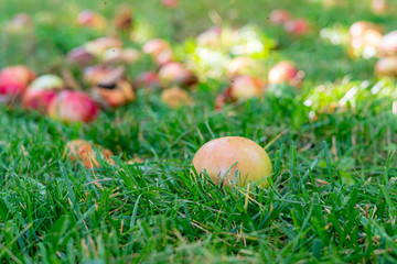 fallen ripe apples on the lawn grass under the tree