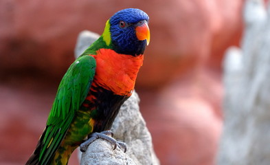 Portrait of a small colorful parrot sitting on a branch. Tropical bird, lory family. Red, blue, yellow and green colors. Close up view of the animal with a blur background. Multicolored feathers.