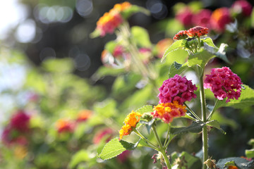 flowers in fields and parks