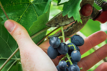 cut the ripe grapes in the autumn