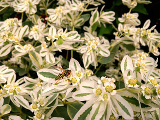 pollination process of a bee on a white flowers