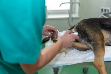 big tumor on the leg of a dog